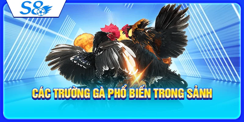 Các trường gà phổ biến trong sảnh